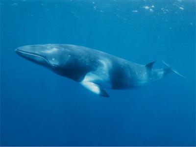 Save the Whales