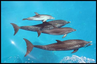 Protect Our Dolphins