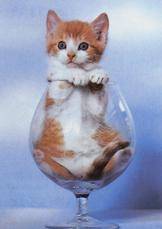 Kitten in a wine glass