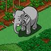 baby elephant 