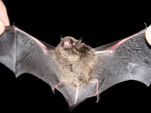 BATWINGS!!