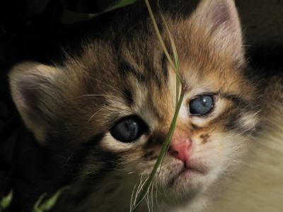 no eres tan fanatico de animal protector team):