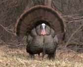 Fat Turkey