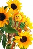 Bundle of sunflowers 