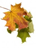 Fall Leaves