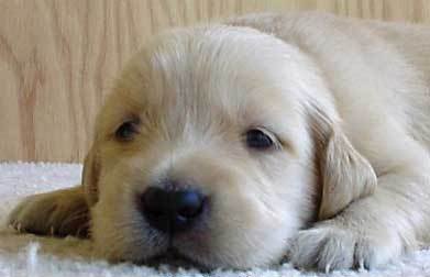 Puppy1