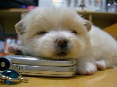 Puppy2