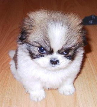 I will Kill