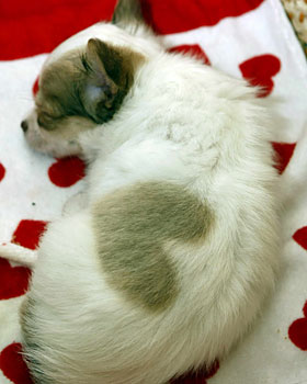Heart