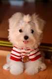 Fluffy