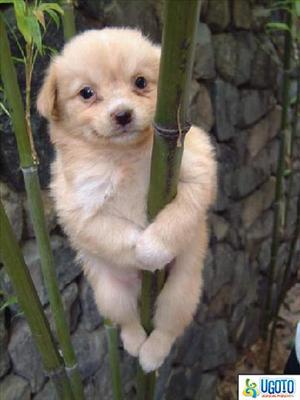 Climb!