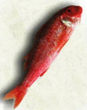 Pescado