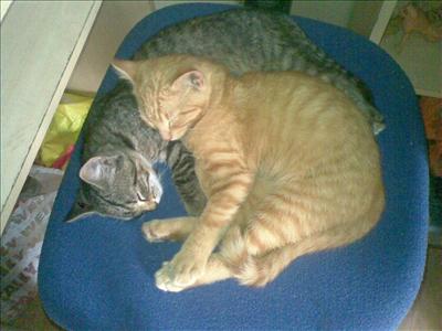 Cats