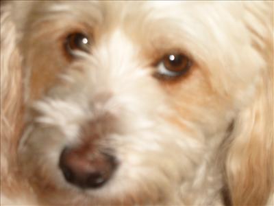 daisy
