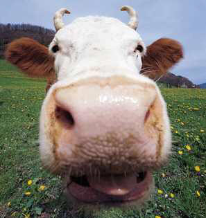 la vache 