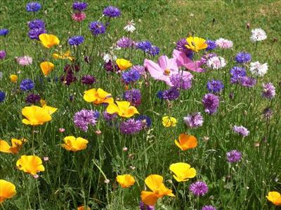 jardin de fleur 