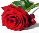 Rosas