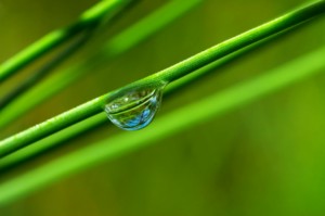 Dew