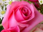 pembe gül