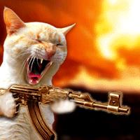 killer cat