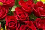 red roses 