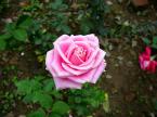 Flower (10)