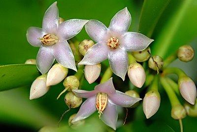 Flower (4)