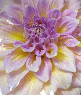 Flower (13)