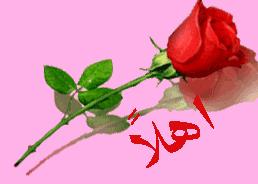 Flower (2)