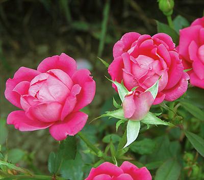 Flower (7)