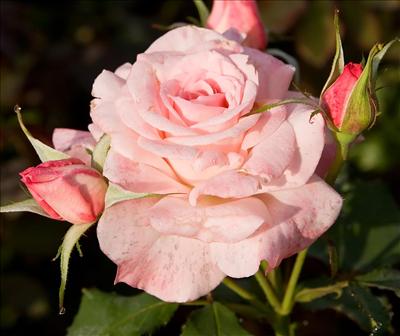 Flower (8)