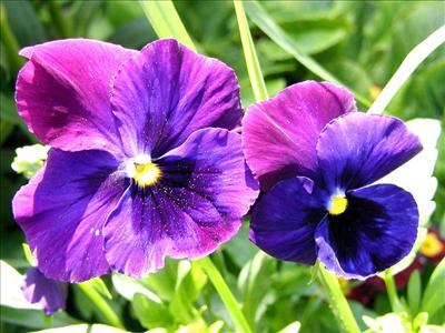 Flower (11)