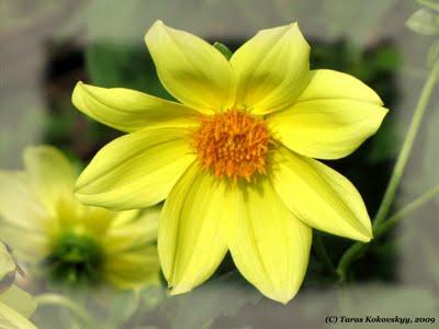 Flower (6)