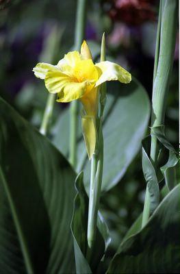Flower (12)