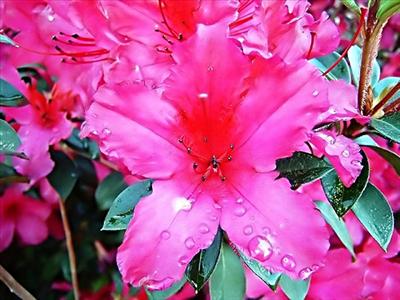Flower (3)