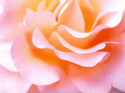 Flower (9)