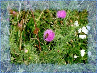 Flower (5)