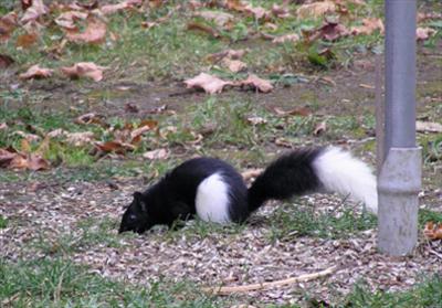 Cow Squirrel