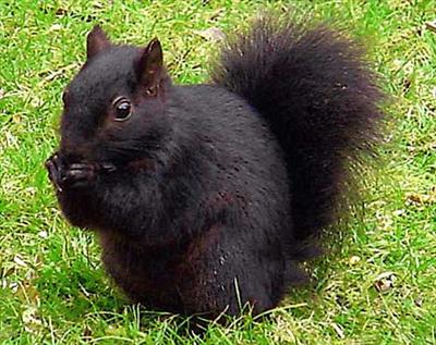 Black Squirrel
