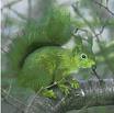 Green Squirrel