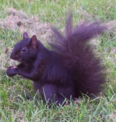 Purple squirrel