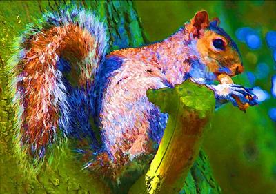 Colourful Squirrrel