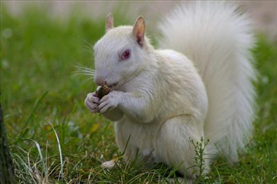 White (albino) Squirrel