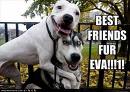 Doggie Buddies