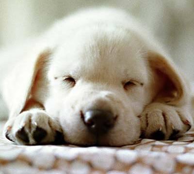 Cachorrito