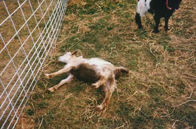 Fainted goat