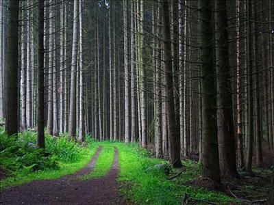 Scary forest