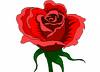 rose