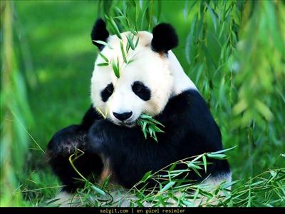 panda