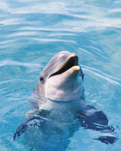 dolphin